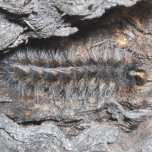 Anthela (genus) immature at Paddys River, ACT - 6 Mar 2021