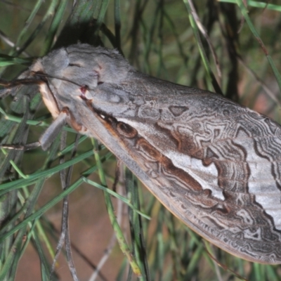 Abantiades (genus) (A Swift or Ghost moth) at Paddys River, ACT - 6 Mar 2021 by Harrisi
