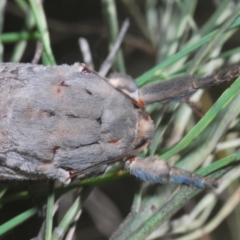 Abantiades (genus) at Paddys River, ACT - 6 Mar 2021 01:54 PM