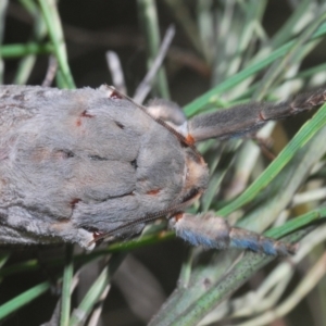 Abantiades (genus) at Paddys River, ACT - 6 Mar 2021 01:54 PM