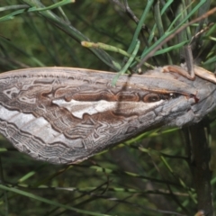 Abantiades (genus) at Paddys River, ACT - 6 Mar 2021 01:54 PM