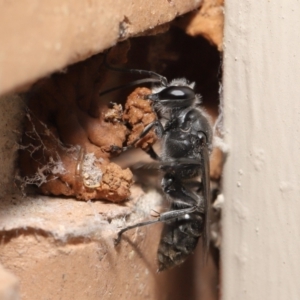 Pison sp. (genus) at Evatt, ACT - 11 Feb 2021