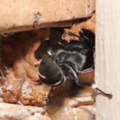 Pison sp. (genus) at Evatt, ACT - 11 Feb 2021