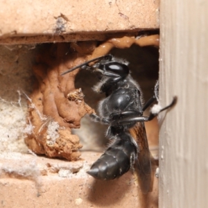 Pison sp. (genus) at Evatt, ACT - 11 Feb 2021