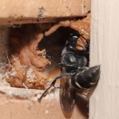 Pison sp. (genus) at Evatt, ACT - 11 Feb 2021