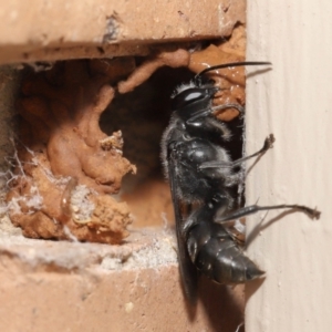 Pison sp. (genus) at Evatt, ACT - 11 Feb 2021