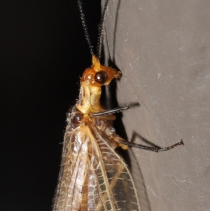 Stenolysmus extraneus at Acton, ACT - 5 Mar 2021 01:04 PM