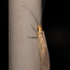 Stenolysmus extraneus at Acton, ACT - 5 Mar 2021 01:04 PM