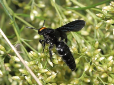 Scolia (Discolia) verticalis (Yellow-headed hairy flower wasp) at Downer, ACT - 12 Feb 2021 by TimL