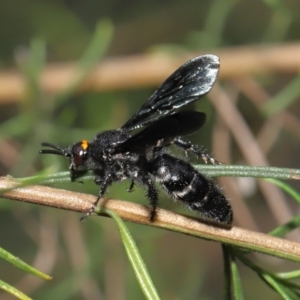 Scolia (Discolia) verticalis at Downer, ACT - 12 Feb 2021 12:34 PM