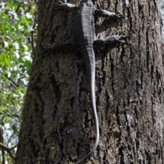 Varanus varius (Lace Monitor) at Berlang, NSW - 20 Feb 2021 by KMcCue
