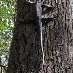 Varanus varius (Lace Monitor) at Berlang, NSW - 19 Feb 2021 by KMcCue