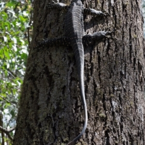 Varanus varius at Berlang, NSW - 20 Feb 2021