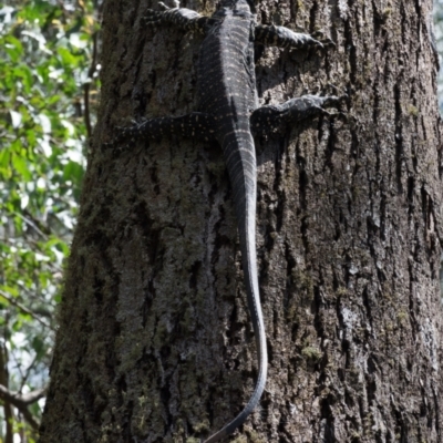 Varanus varius (Lace Monitor) at Deua National Park (CNM area) - 19 Feb 2021 by KMcCue