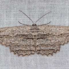 Scioglyptis loxographa (Light Grey Bark Moth) at Paddys River, ACT - 14 Mar 2018 by Bron