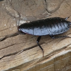 Platyzosteria similis at Kambah, ACT - 8 Feb 2021 11:59 AM