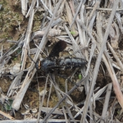 Scolia (Discolia) verticalis (Yellow-headed hairy flower wasp) at Pine Island to Point Hut - 31 Jan 2021 by michaelb