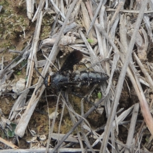 Scolia (Discolia) verticalis at Greenway, ACT - 31 Jan 2021