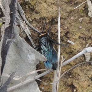 Scolia (Discolia) verticalis at Greenway, ACT - 31 Jan 2021