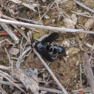 Scolia (Discolia) verticalis at Greenway, ACT - 31 Jan 2021