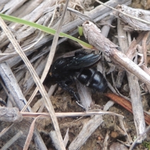 Scolia (Discolia) verticalis at Greenway, ACT - 31 Jan 2021