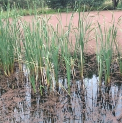 Typha sp. (Cumbungi) at Albury - 8 Mar 2021 by Alburyconservationcompany