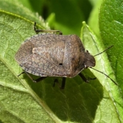 Dictyotus conspicuus (A shield or stink bug) at Kambah, ACT - 11 Feb 2021 by HarveyPerkins