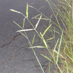 Eriochloa pseudoacrotricha at Monash, ACT - 4 Mar 2021