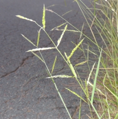 Eriochloa pseudoacrotricha at Tuggeranong Creek to Monash Grassland - 4 Mar 2021 by michaelb