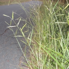 Eriochloa pseudoacrotricha at Monash, ACT - 4 Mar 2021