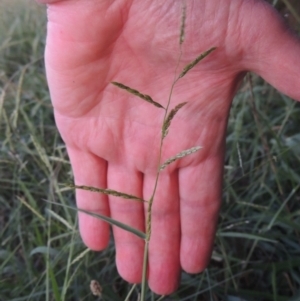 Eriochloa pseudoacrotricha at Monash, ACT - 4 Mar 2021