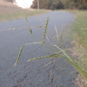 Eriochloa pseudoacrotricha at Monash, ACT - 4 Mar 2021