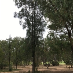 Casuarina cunninghamiana subsp. cunninghamiana (River She-Oak, River Oak) at Albury - 8 Mar 2021 by Alburyconservationcompany