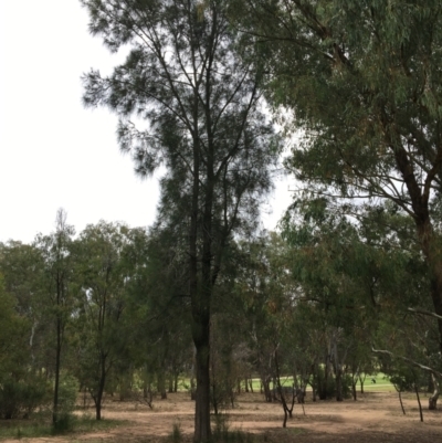 Casuarina cunninghamiana subsp. cunninghamiana (River She-Oak, River Oak) at Albury - 8 Mar 2021 by Alburyconservationcompany