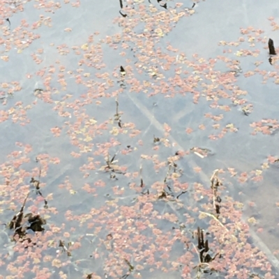 Azolla rubra (Red Water Fern) at Thurgoona, NSW - 8 Mar 2021 by Alburyconservationcompany