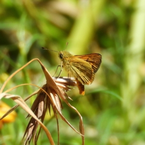 Ocybadistes walkeri at Kambah, ACT - 4 Mar 2021 03:40 PM