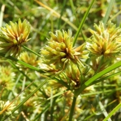 Cyperus eragrostis (Umbrella Sedge) at Kambah, ACT - 6 Mar 2021 by MatthewFrawley