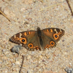 Junonia villida (Meadow Argus) at Kambah, ACT - 7 Mar 2021 by MatthewFrawley