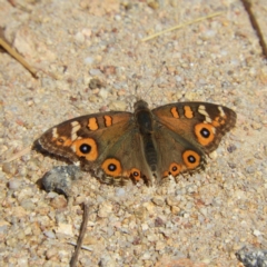 Junonia villida (Meadow Argus) at Kambah, ACT - 6 Mar 2021 by MatthewFrawley