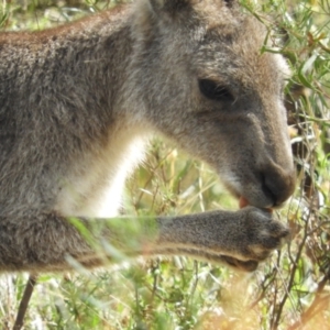 Macropus giganteus at Torrens, ACT - 7 Mar 2021