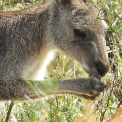 Macropus giganteus (Eastern Grey Kangaroo) at Torrens, ACT - 7 Mar 2021 by MatthewFrawley