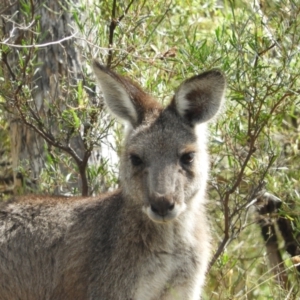 Macropus giganteus at Torrens, ACT - 7 Mar 2021