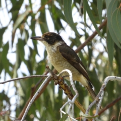Cracticus torquatus (Grey Butcherbird) at Torrens, ACT - 7 Mar 2021 by MatthewFrawley