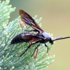 Unidentified Flower wasp (Scoliidae & Tiphiidae) at Ewart Brothers Reserve - 7 Mar 2021 by Kyliegw