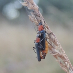 Chauliognathus tricolor (Tricolor soldier beetle) at Brindabella, NSW - 1 Mar 2021 by michaelb