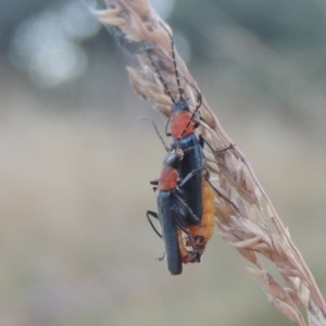 Chauliognathus tricolor at Brindabella, NSW - 1 Mar 2021