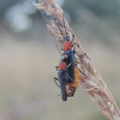 Chauliognathus tricolor (Tricolor soldier beetle) at Brindabella, NSW - 1 Mar 2021 by MichaelBedingfield