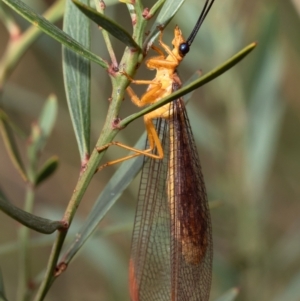 Nymphes myrmeleonoides at Bruce, ACT - 8 Mar 2021