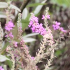 Lythrum salicaria (Purple Loosestrife) at Wodonga, VIC - 7 Mar 2021 by Kyliegw