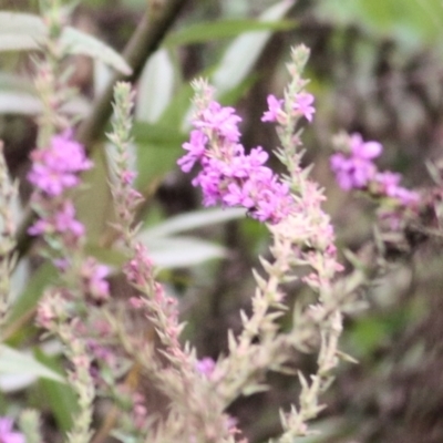 Lythrum salicaria (Purple Loosestrife) at Wodonga, VIC - 7 Mar 2021 by Kyliegw